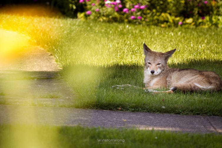 A coyote cools off in the shade of a leafy suburb. Wildlife interactions with pets and humans can transfer disease, including the tapeworm Echinococcus multilocularis. (Winston Wong/flickr), CC BY-NC-SA